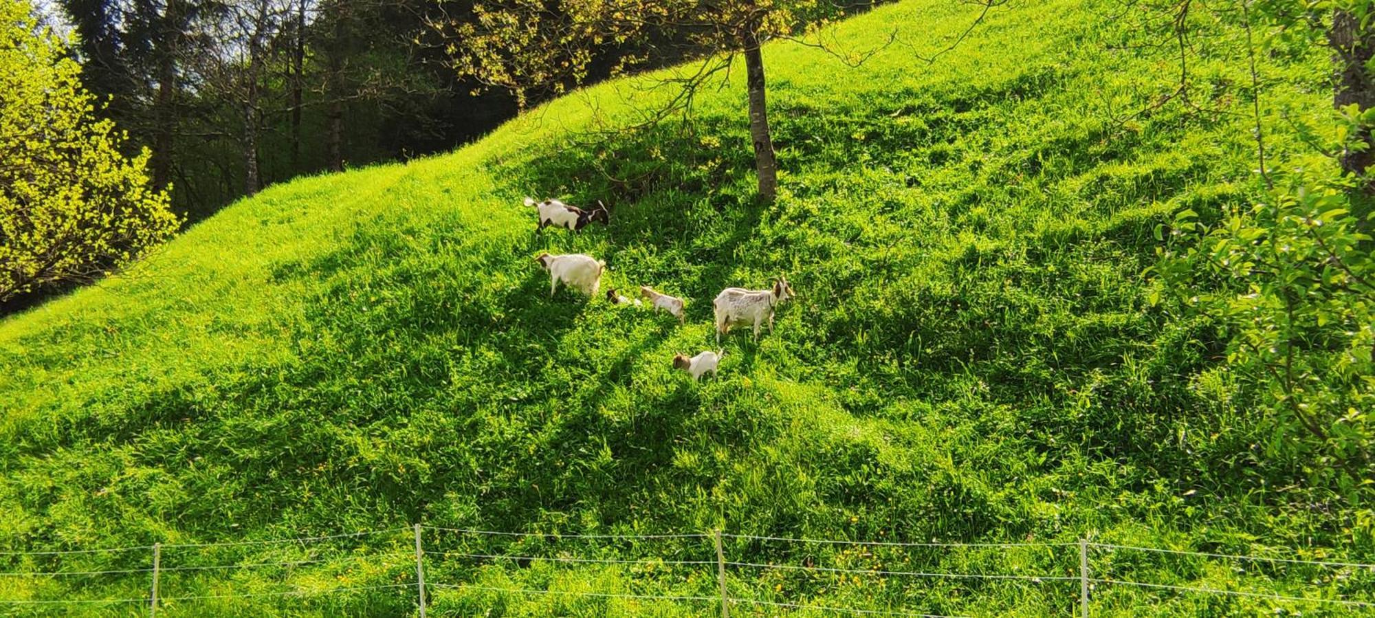 Domacija Markc ゴレンスカ地方 エクステリア 写真